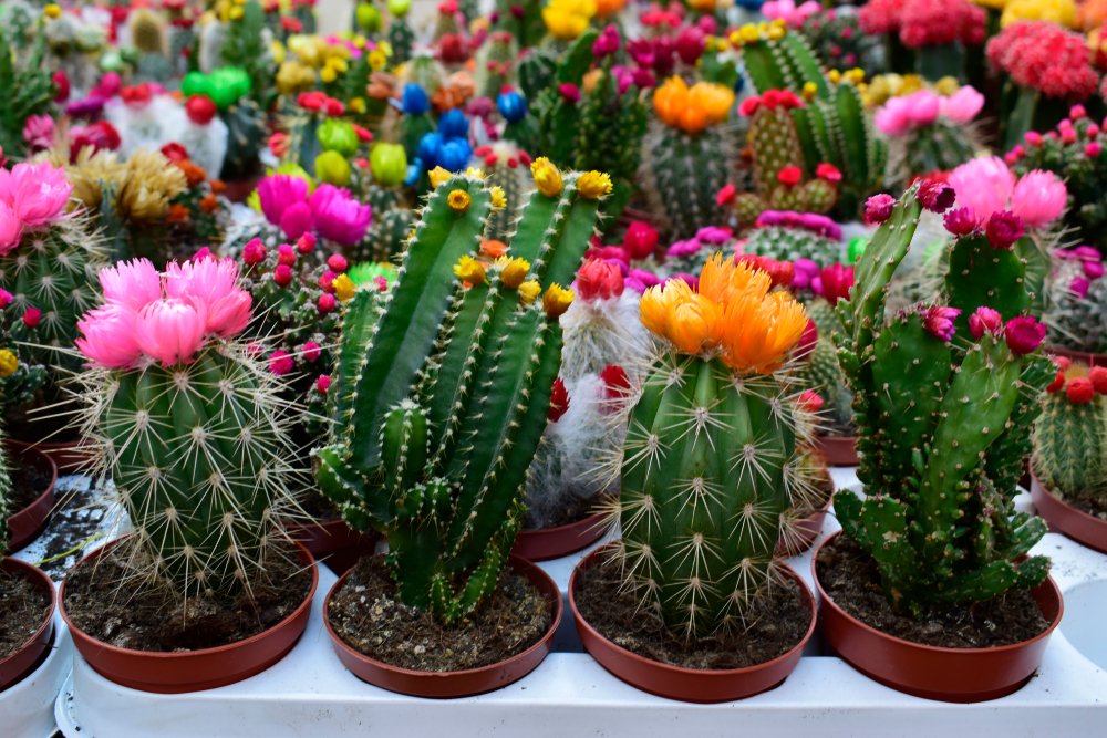 Kaktusy – pielęgnacja, przesadzanie i dbanie – Artykuły – Dommania