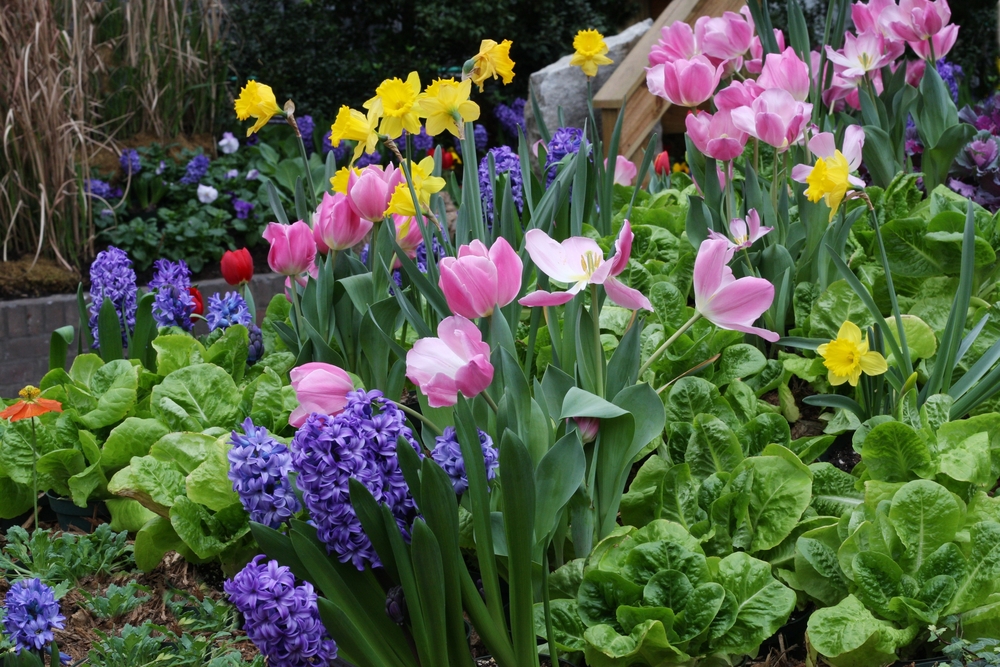 Jakie kwiaty posadzić na wiosnę w ogrodzie? – Artykuły – Dommania