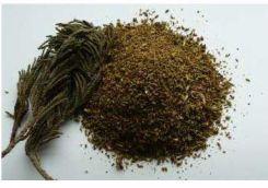 Himalayan Juniper (Juniperus religiosa), jałowiec him.