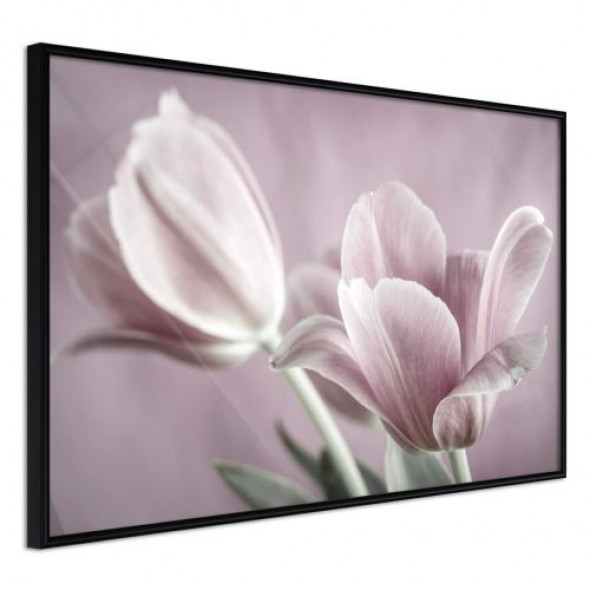 Plakat - Pastelowe tulipany I