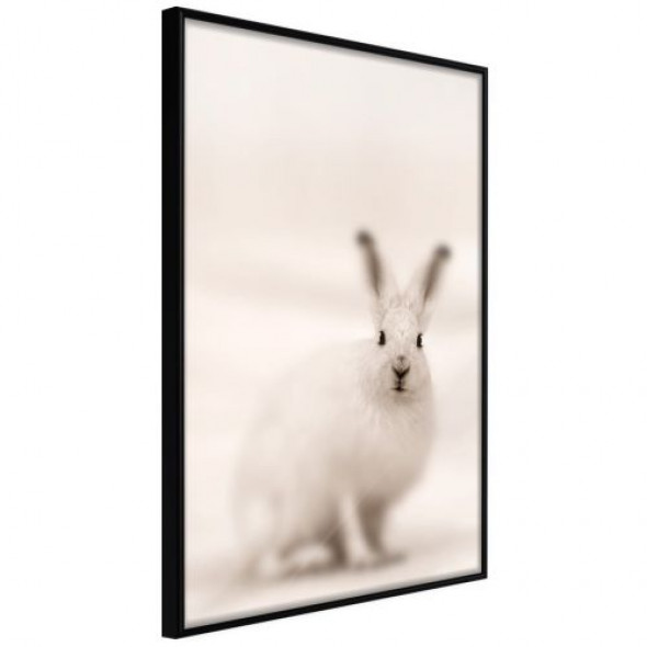 Plakat - Zaciekawiony królik