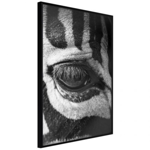 Plakat - Zebra Cię obserwuje