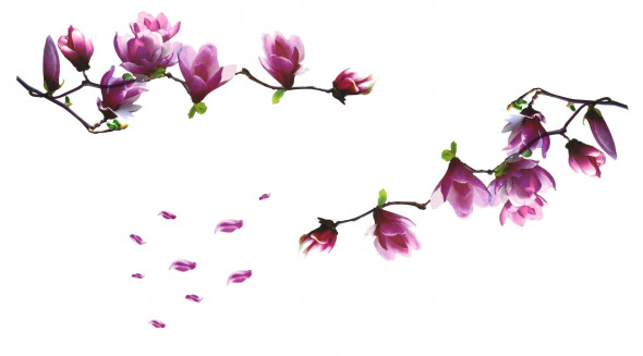 Naklejka na ścianę Magnolia WS-0015(2)