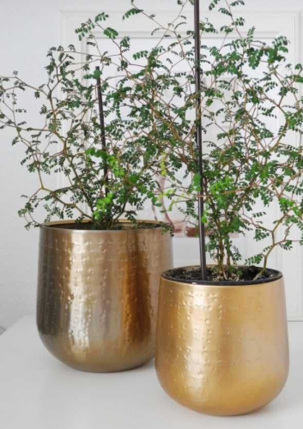 Metalowa osłonka na doniczkę INDIA GOLD