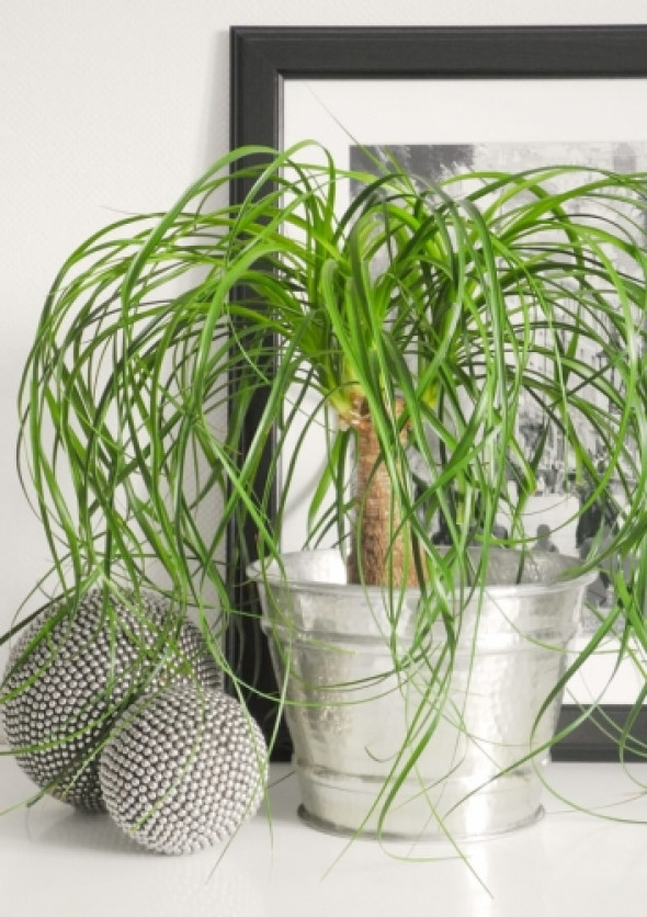 Metalowa osłonka na doniczkę INDIA II