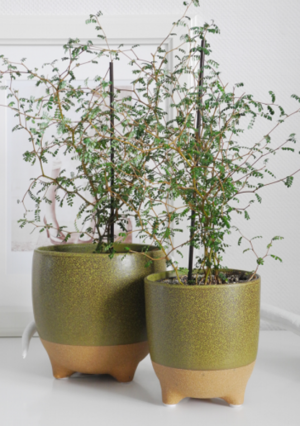 Osłonki ceramiczne na nóżkach MOSS (2 szt)