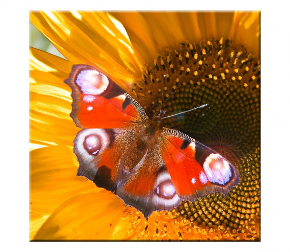 Eglo 75037 - Świecący obraz LED dekoracyjny BUTTERFLY 4xLED/0,02W