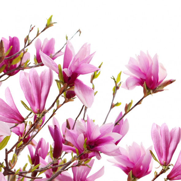 Fototapeta REBEL WALLS | Magnolia