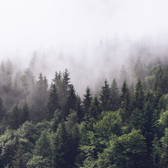 Fototapeta REBEL WALLS | Misty Fir Forest