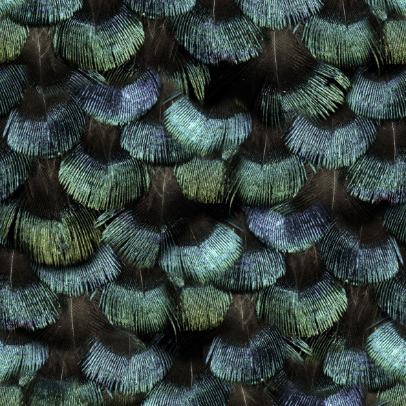 Fototapeta REBEL WALLS | Peacock Plumage