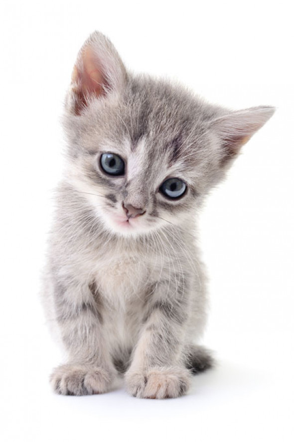 KOCIAK | plakat do pokoju dziecięcego - Pastelowelove