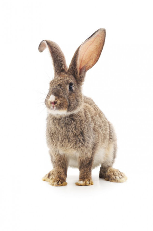 KRÓLICZEK | plakat do pokoju dziecięcego - Pastelowelove