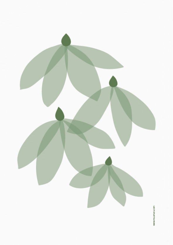 Plakat A4 Alppiruusu