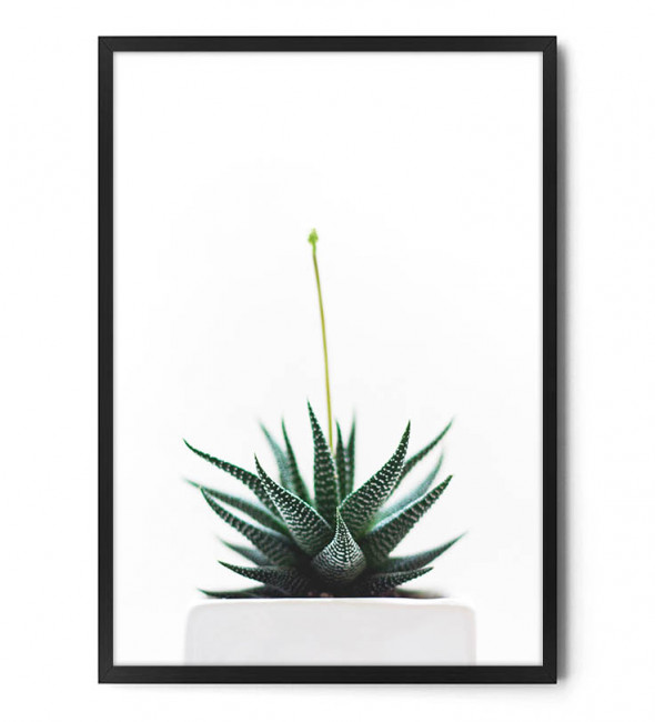 Plakat ALOES - FOX ART STUDIO 50 x 70 cm