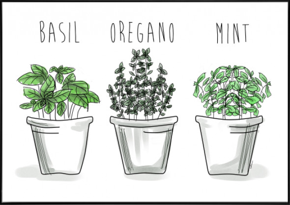 Plakat Aromatyczne zioła - kreska 30 x 40 cm