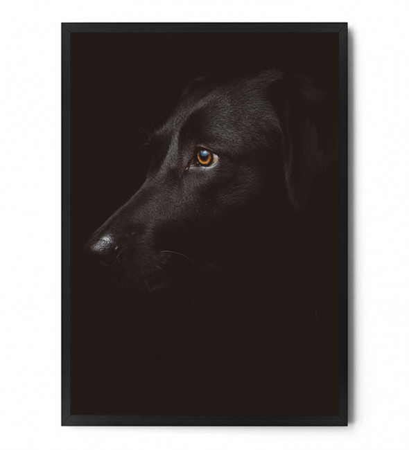 Plakat BLACK DOG - FOX ART STUDIO A3 (29,7 cm x 42 cm)