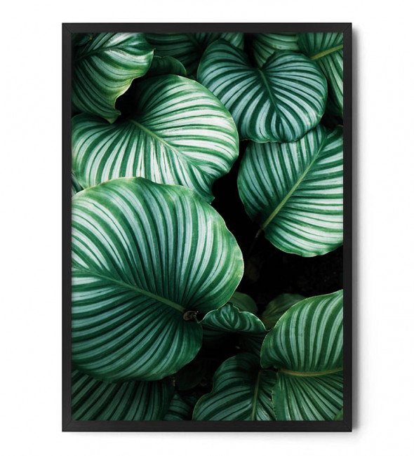 Plakat FEEL GREEN - FOX ART STUDIO 70 x 100 cm