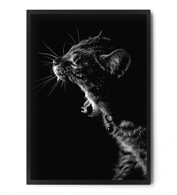 Plakat KOT - FOX ART STUDIO 50 x 70 cm