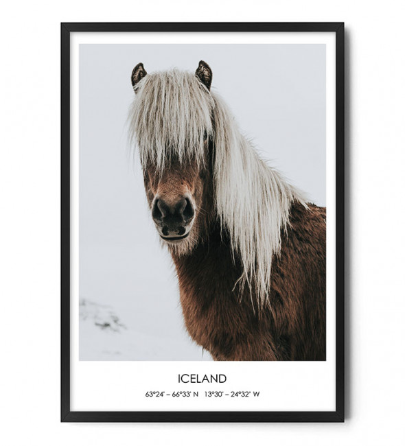 Plakat KUC ISLANDZKI - FOX ART STUDIO 40 x 50 cm