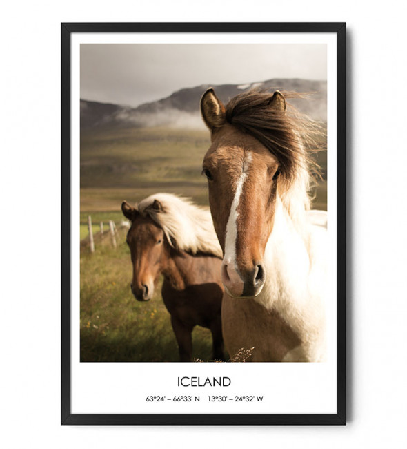 Plakat KUCE ISLANDZKIE (1) - FOX ART STUDIO 50 x 70 cm