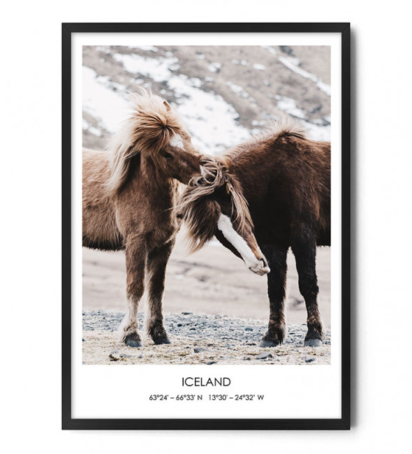 Plakat KUCE ISLANDZKIE - FOX ART STUDIO 70 x 100 cm