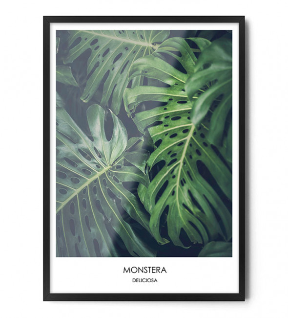 Plakat MONSTERA DELICIOSA - FOX ART STUDIO A3 (29,7 cm x 42 cm)