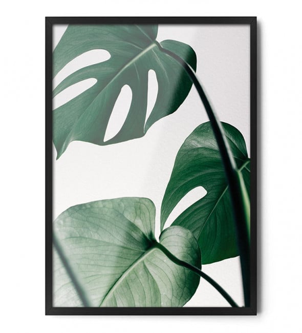 Plakat MONSTERA - FOX ART STUDIO 70 x 100 cm