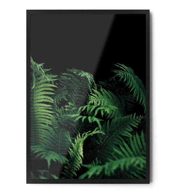 Plakat PAPROĆ - FOX ART STUDIO 70 x 100 cm