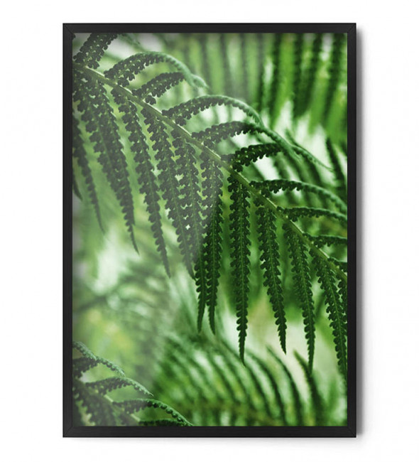 Plakat PAPROĆ no.1 - FOX ART STUDIO 50 x 70 cm