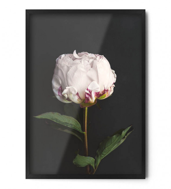 Plakat PIWONIA - FOX ART STUDIO 70 x 100 cm