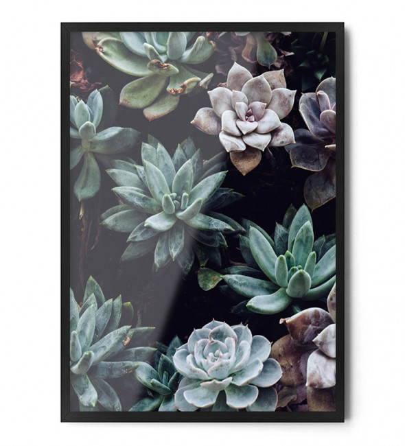Plakat SUKULENTY - FOX ART STUDIO 50 x 70 cm