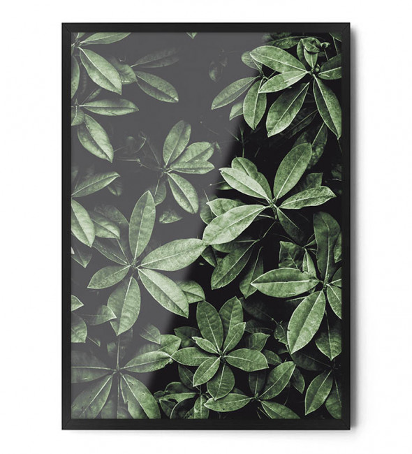 Plakat SZEFLERA - FOX ART STUDIO 70 x 100 cm