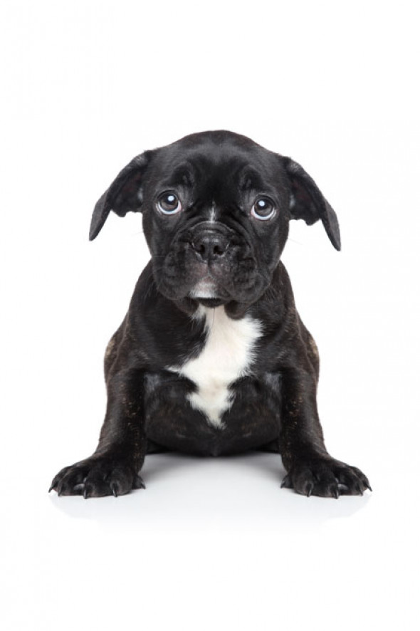 SZCZENIAK | plakat do pokoju dziecięcego - Pastelowelove