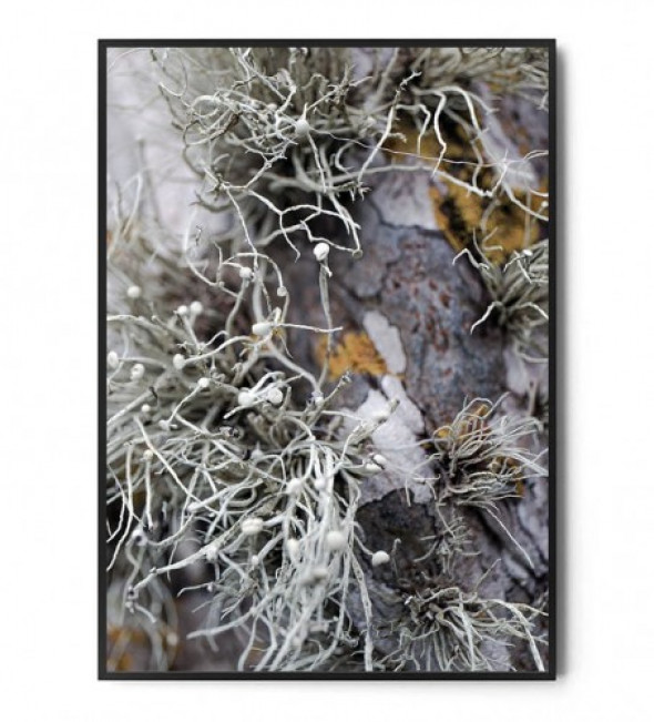 Plakat BOTANICAL ART