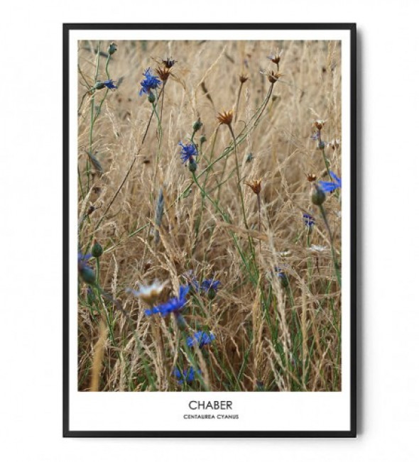 Plakat CHABER