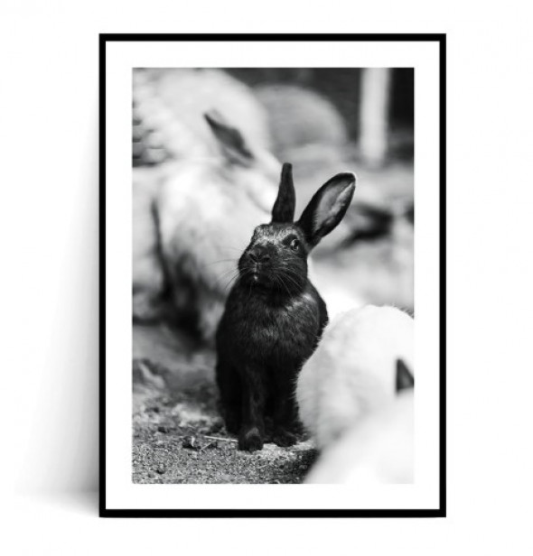 Plakat CZARNY KRÓLICZEK