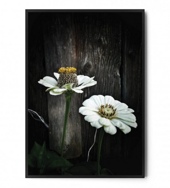 Plakat DARK FLOWERS