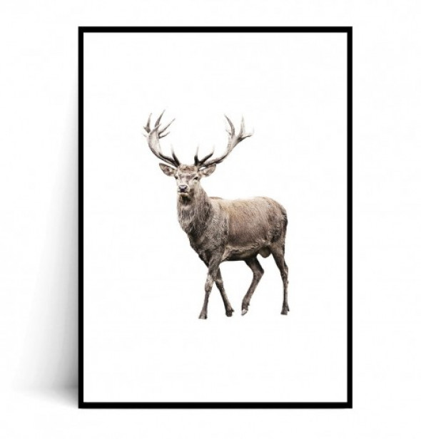 Plakat DEER 30x40 cm -50%