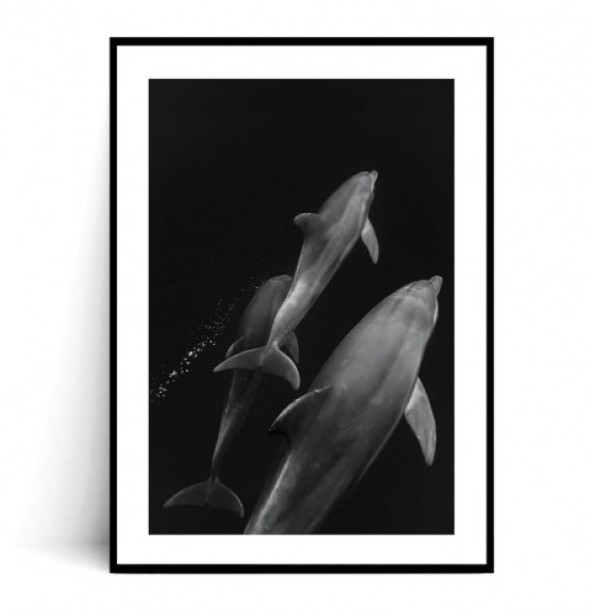 Plakat DELFINY