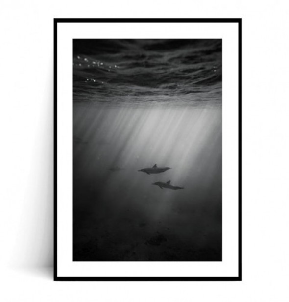 Plakat DELFINY no.1
