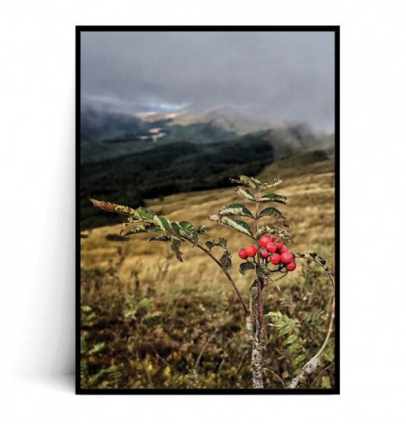 Plakat DZIKA RÓŻA NA POŁONINIE