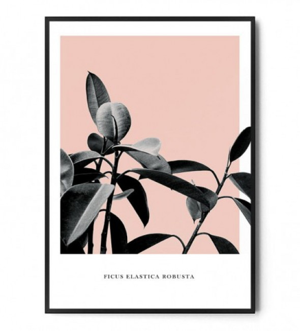 Plakat FICUS ELASTICA