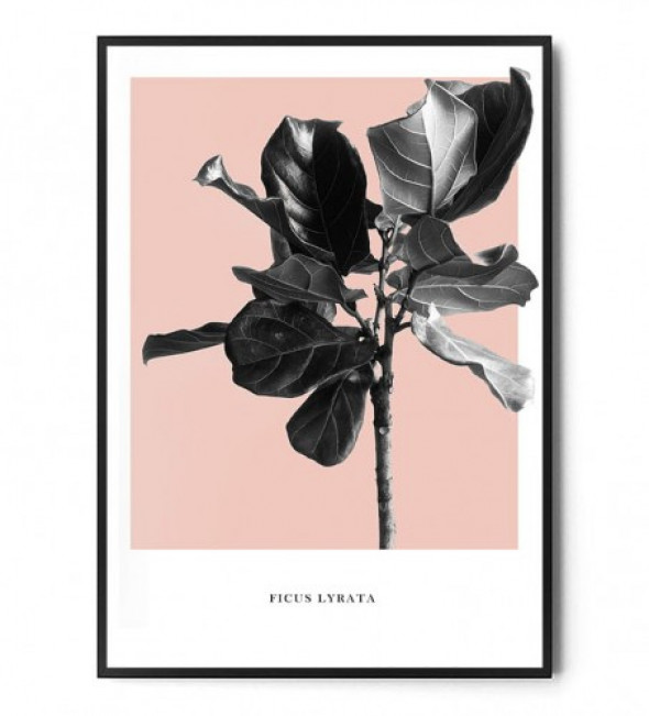 Plakat FICUS LYRATA