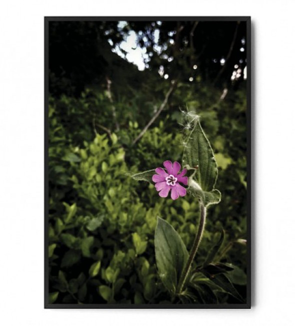 Plakat FOREST FLOWER