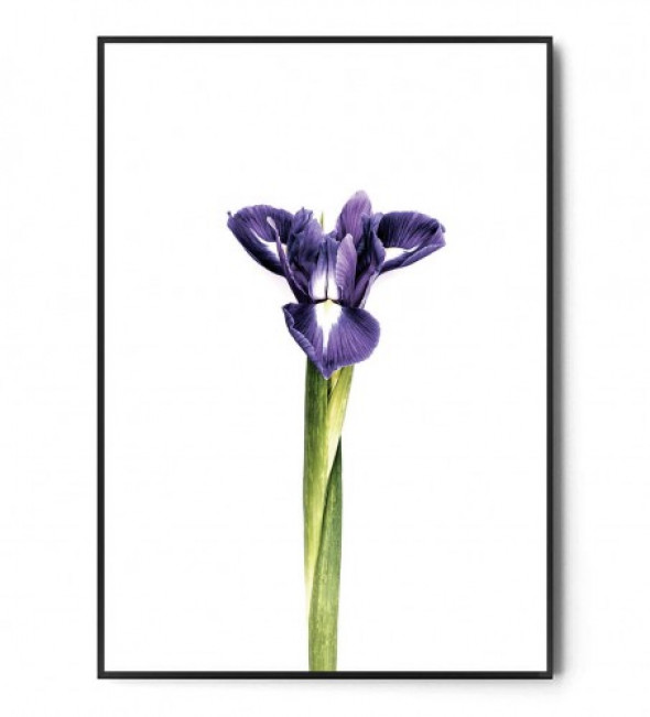 Plakat IRYS no.2