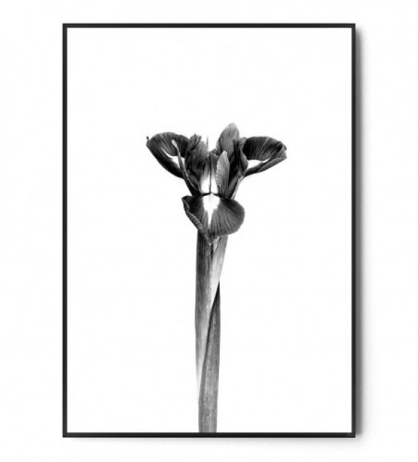 Plakat IRYS no.2 black