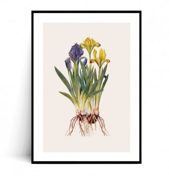 Plakat IRYSY VINTAGE no.2