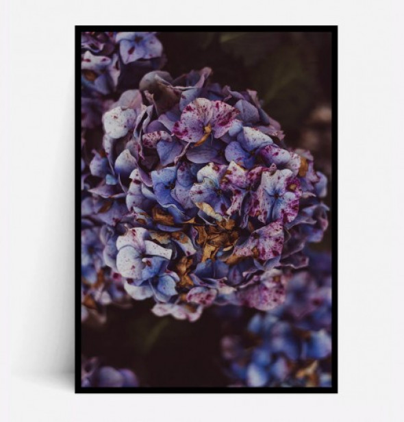 Plakat JESIENNA HORTENSJA