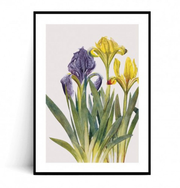 Plakat KOLOROWE IRYSY no.2