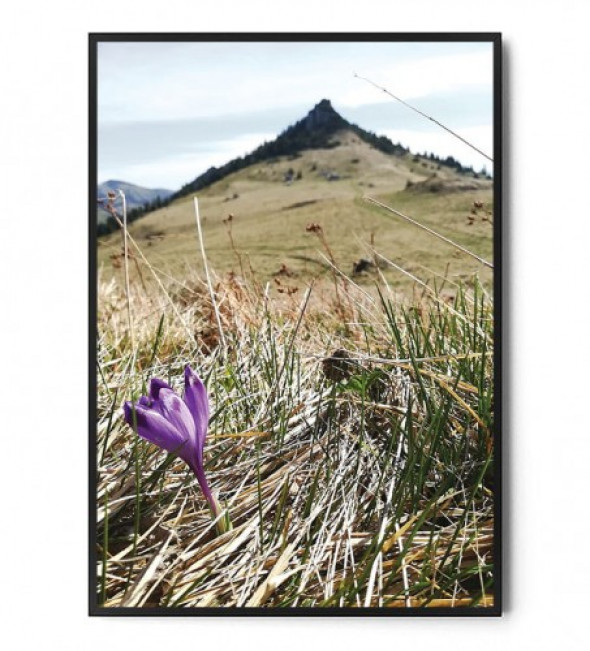 Plakat KROKUS no.1